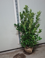 BUSHY Cherry Laurel 125 - 150cm Planted Height (Approx 4-5ft) Rootball