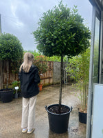 Laurus Nobilis Standard Bay 240cm Planted Height (approx 8ft)