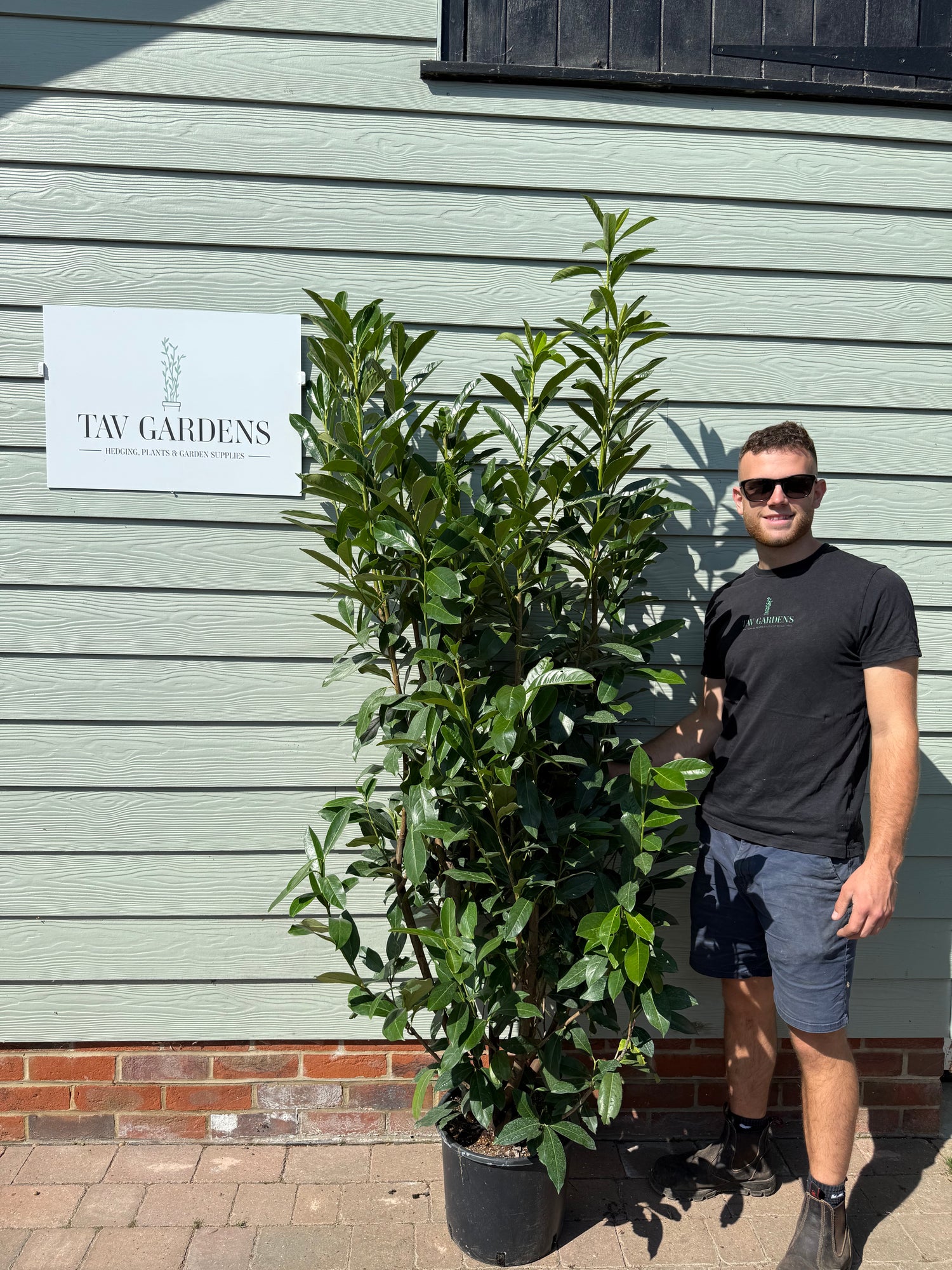 Cherry Laurel Elly 180 - 210cm Planted Height (approx 6-7ft+) 15L