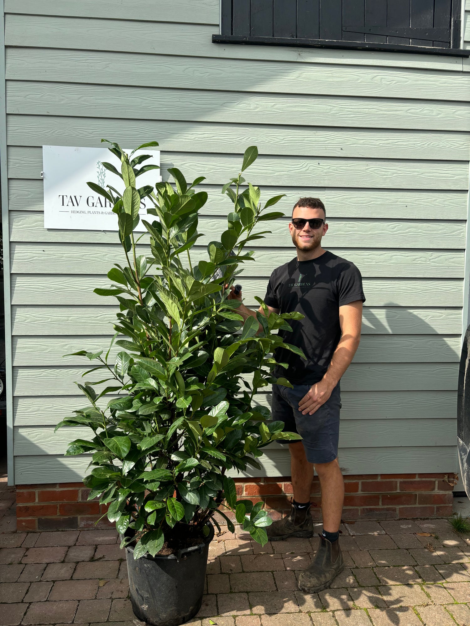 *DISCOUNTED* BUSHY Cherry Laurel 175 - 200cm Planted Height (approx 6ft) 30L