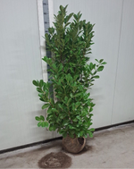 BUSHY Cherry Laurel 150 - 180cm Planted Height (Approx 5-6ft) Rootball