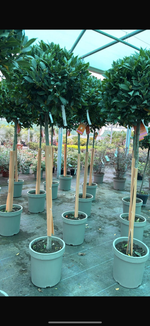 Laurus Nobilis Standard Bay 185cm Planted Height (approx 6ft) 12L
