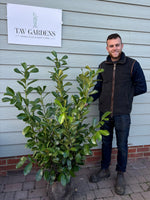 BUSHY Cherry Laurel 100 - 125cm Planted Height (Approx 3.5-4ft) Rootball