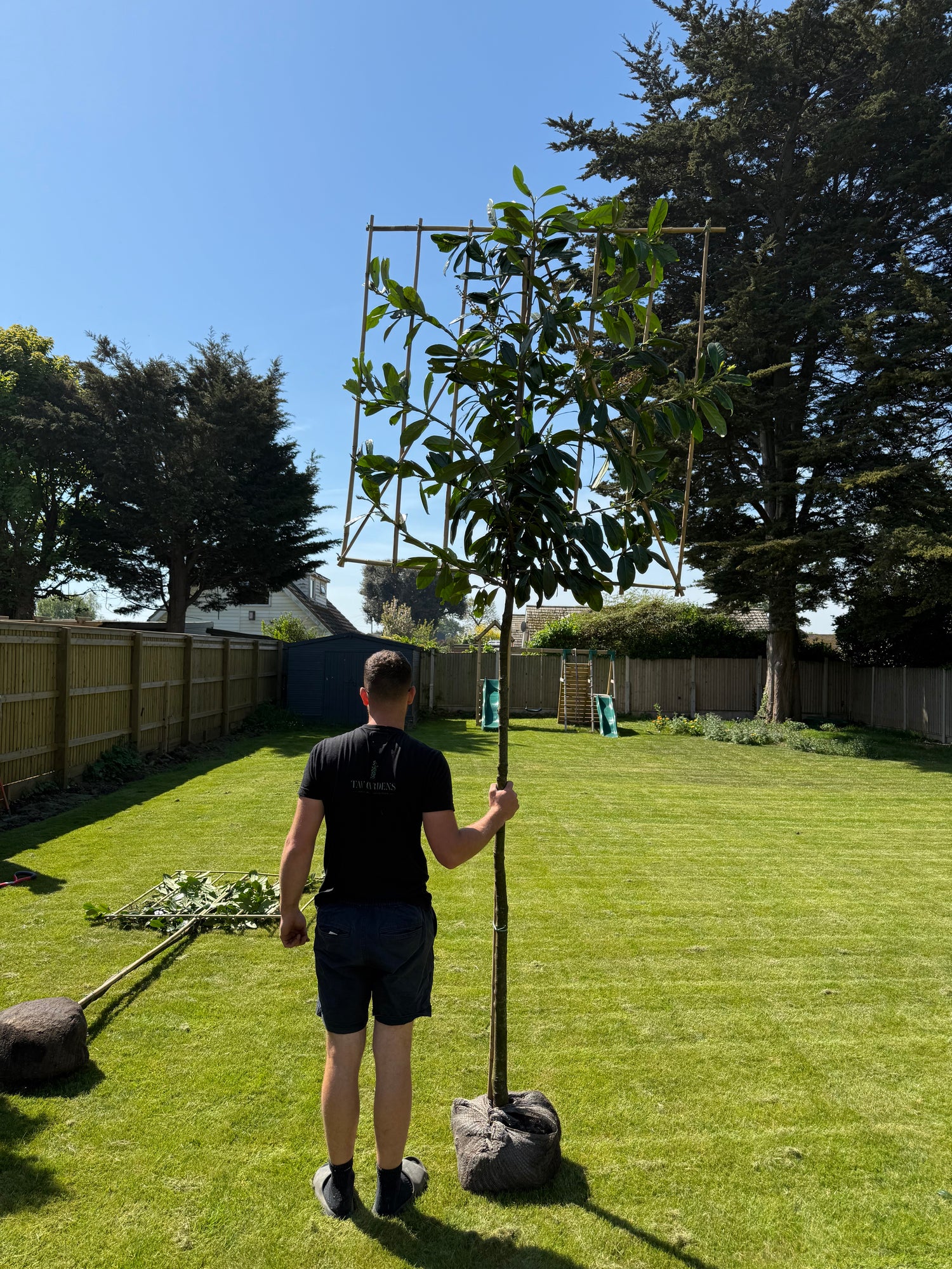 Pleached Cherry Laurel 180cm Planted Height (6ft) THICK Stem 1.2m x 1.2m Frame
