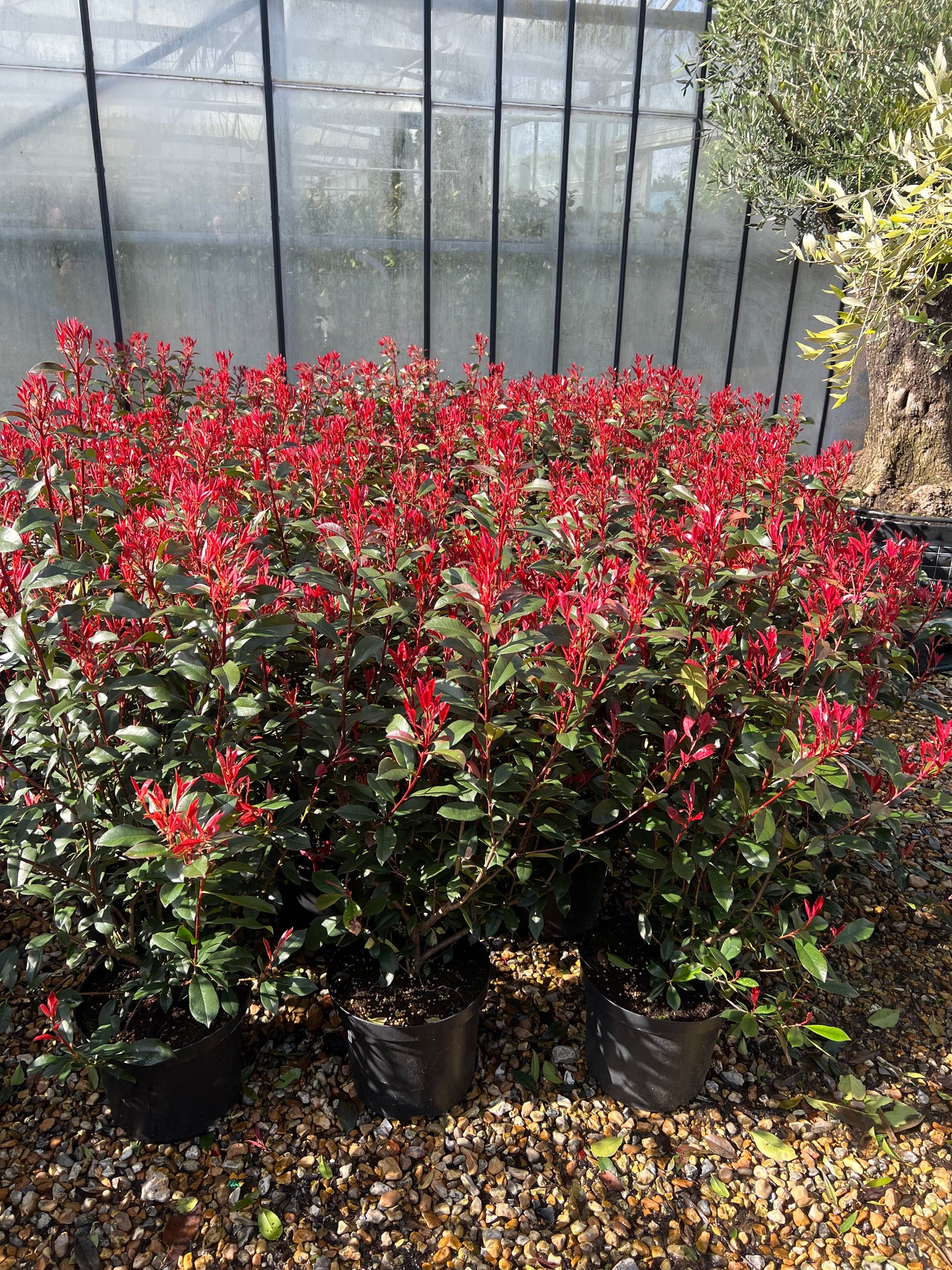 Photinia Carre Rouge 80cm Tall 10 Litre Pot