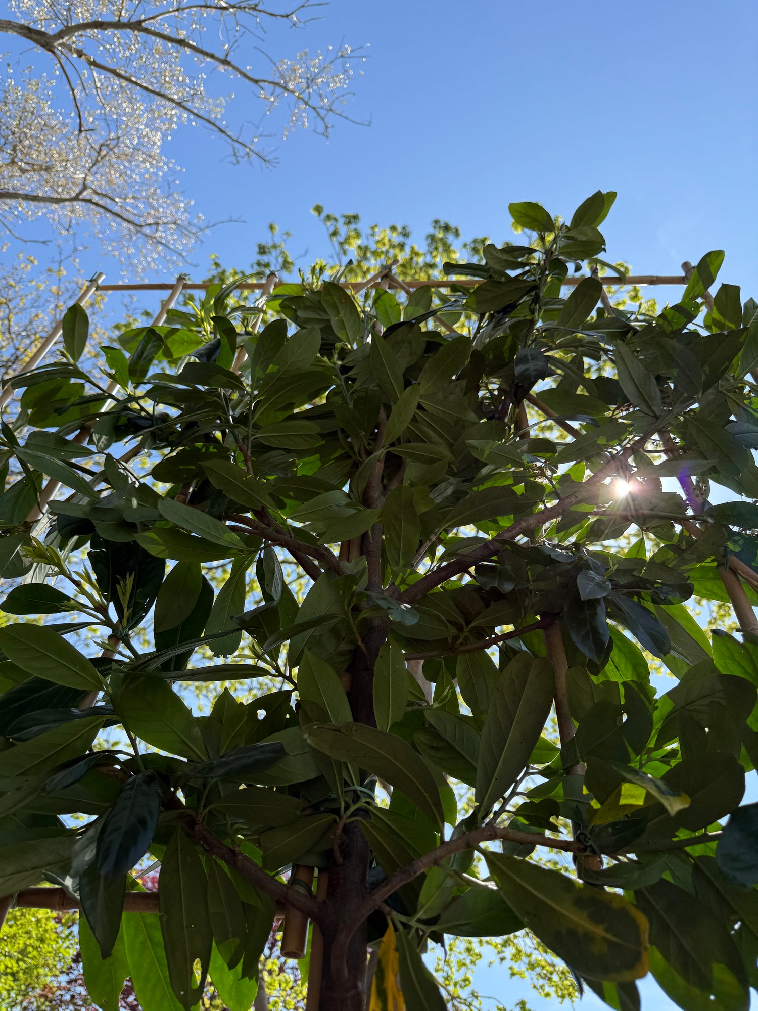 Pleached Cherry Laurel 180cm Planted Height (6ft) THICK Stem 1.2m x 1.2m Frame