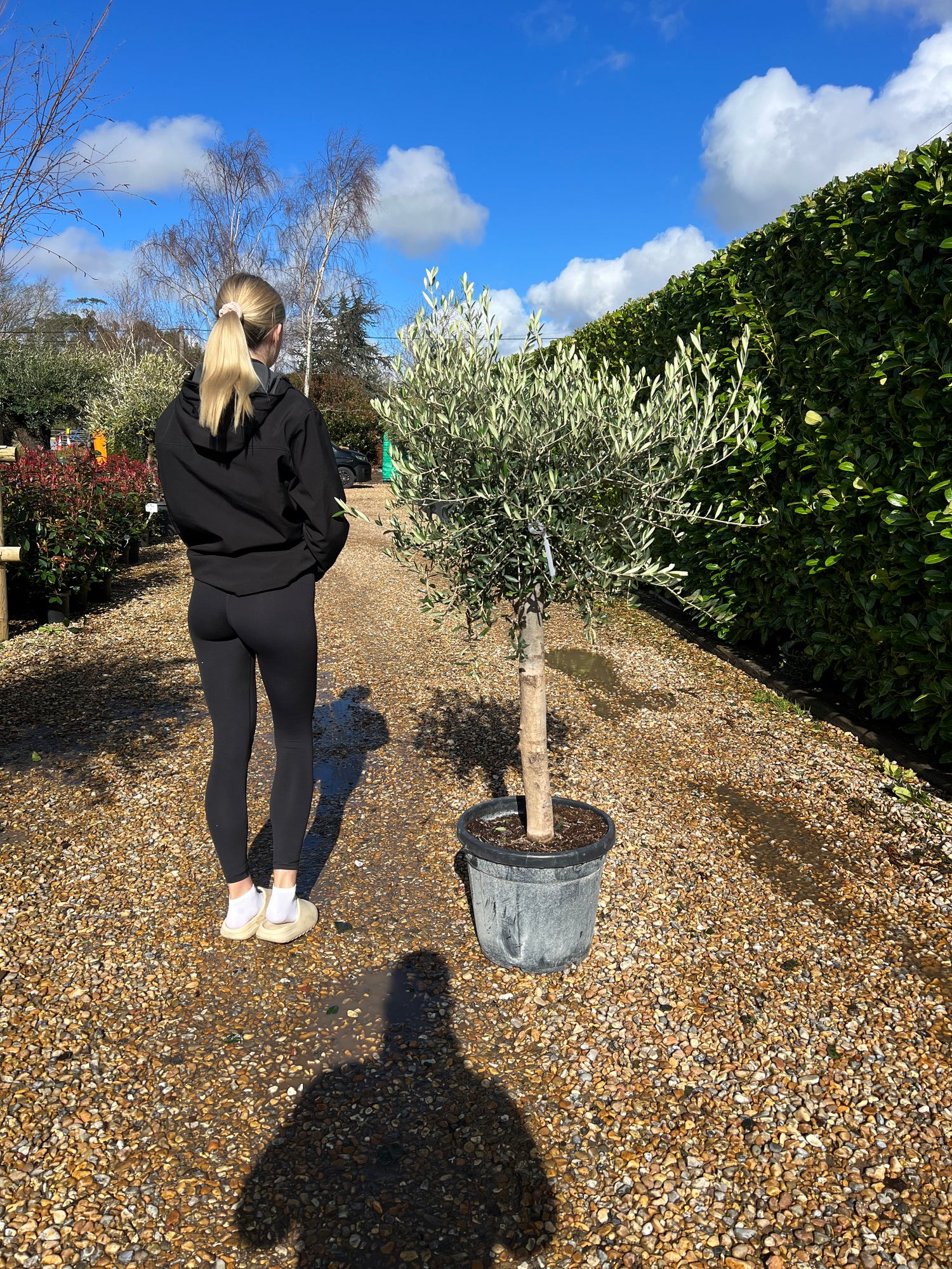 Olive Tree 150cm Planted Height (approx 4ft) 35L
