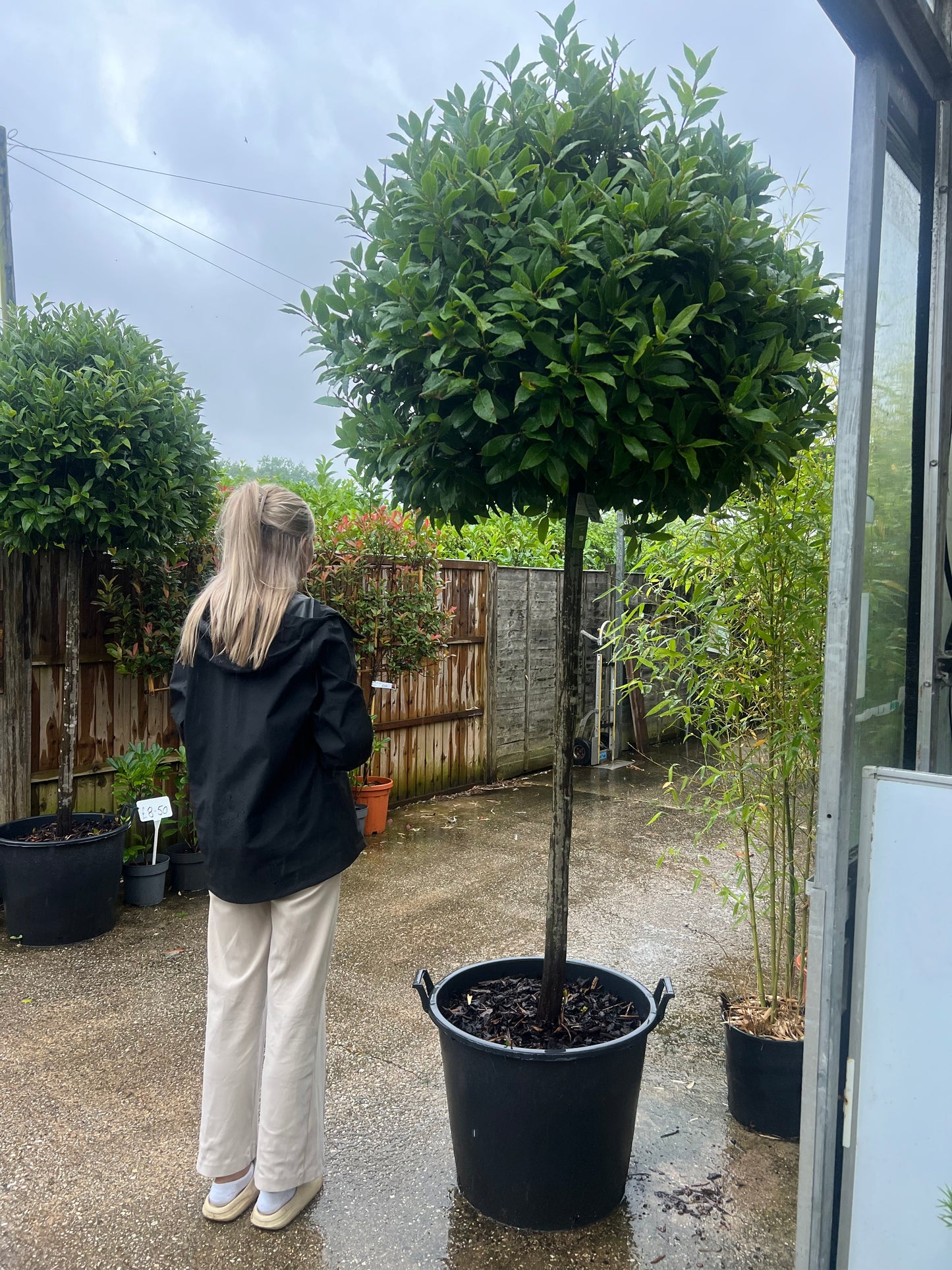 8ft(240cm) Laurus Nobilis Standard Bay Tree Lollipop Shape