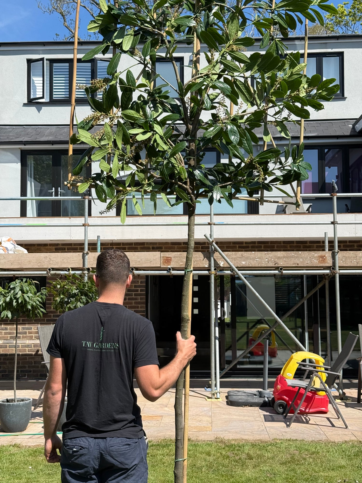Pleached Cherry Laurel 180cm Planted Height (6ft) THICK Stem 1.2m x 1.2m Frame
