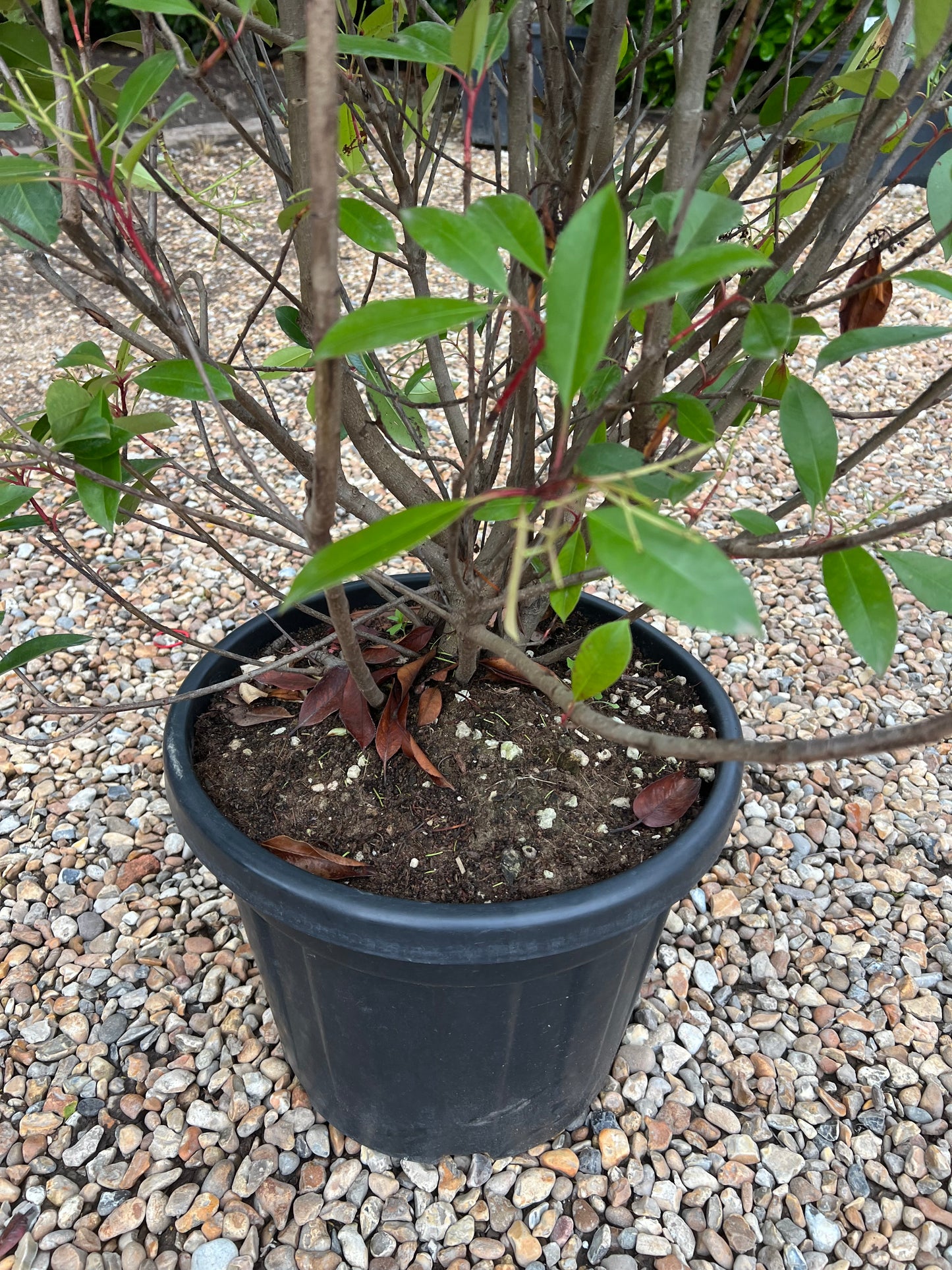 6ft 180cm+ Photinia Red Robin Healthy Potted Established 35 Litre Pot