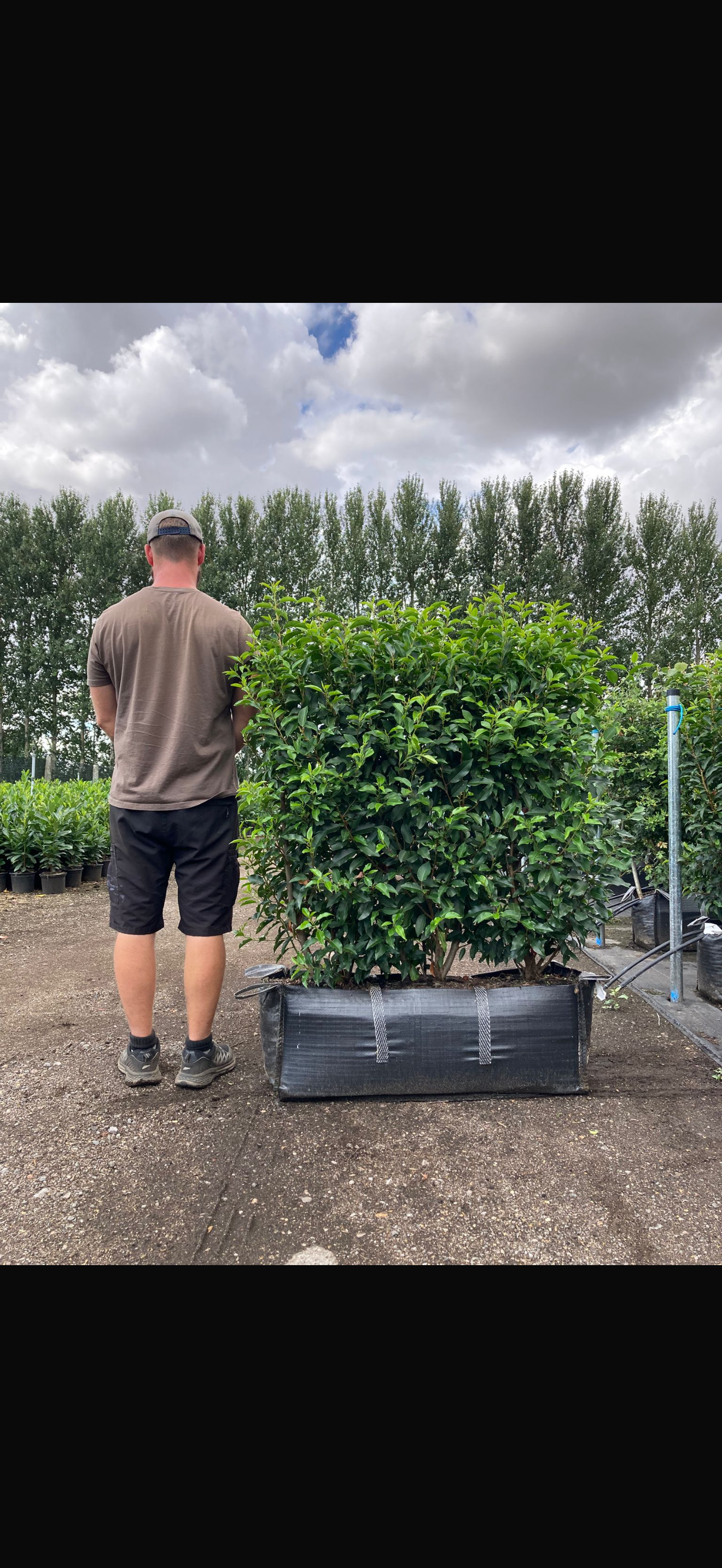 Portuguese Laurel (Prunus Lusitanica Angustifolia) Instant Hedging Trough 100cm+