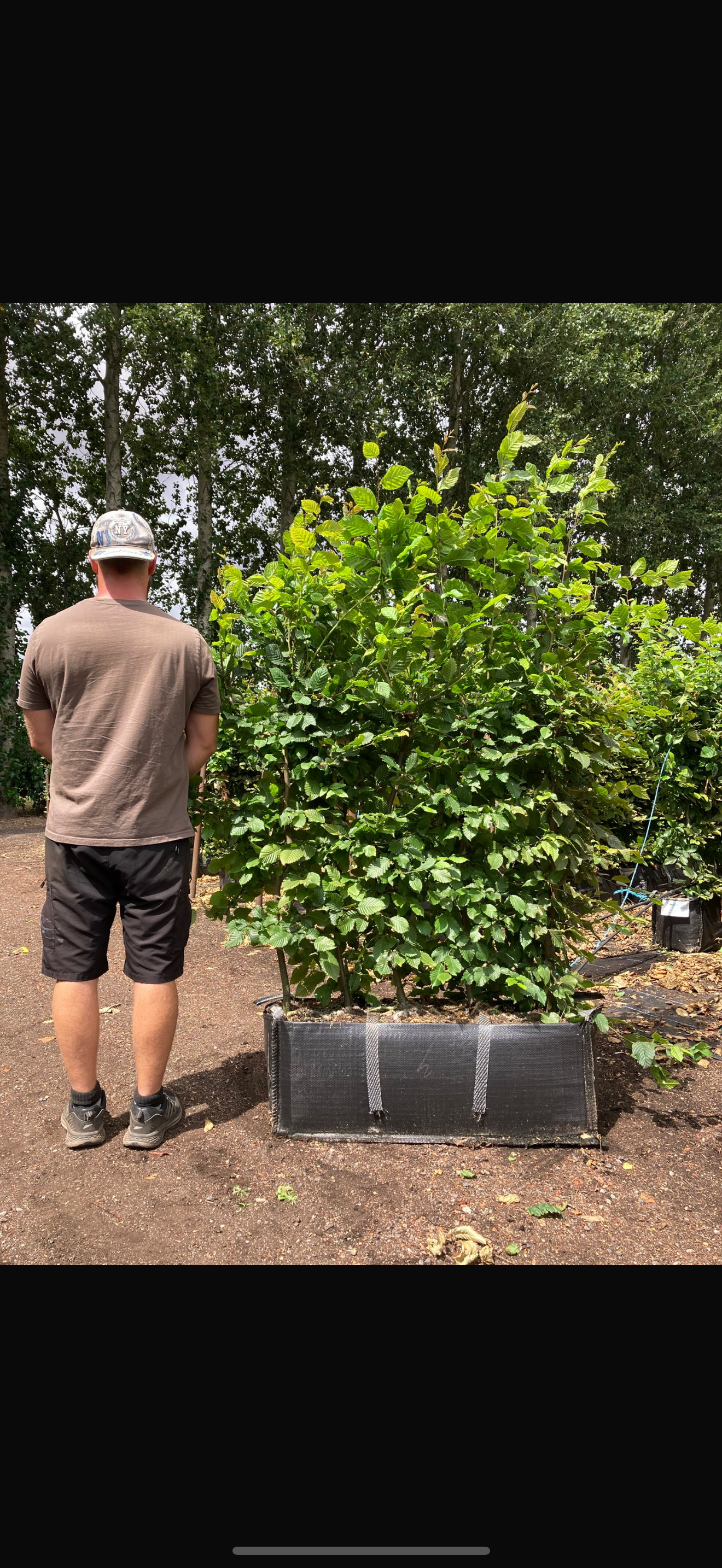 Hornbeam (Carpinus Betulus) Instant Hedging Trough 100cm+