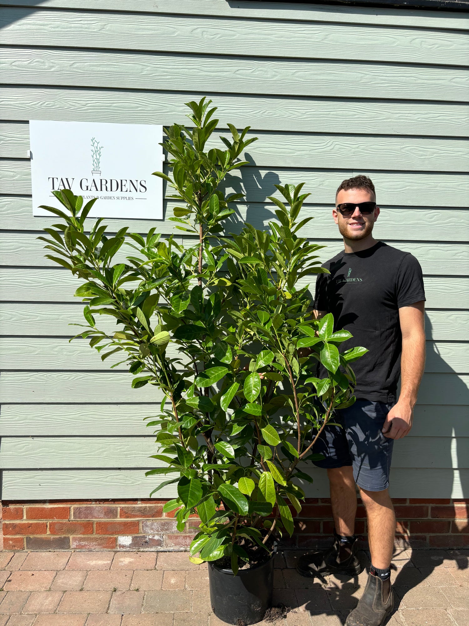 Cherry Laurel 150 - 180cm Planted Height (approx 5-6ft) 15L