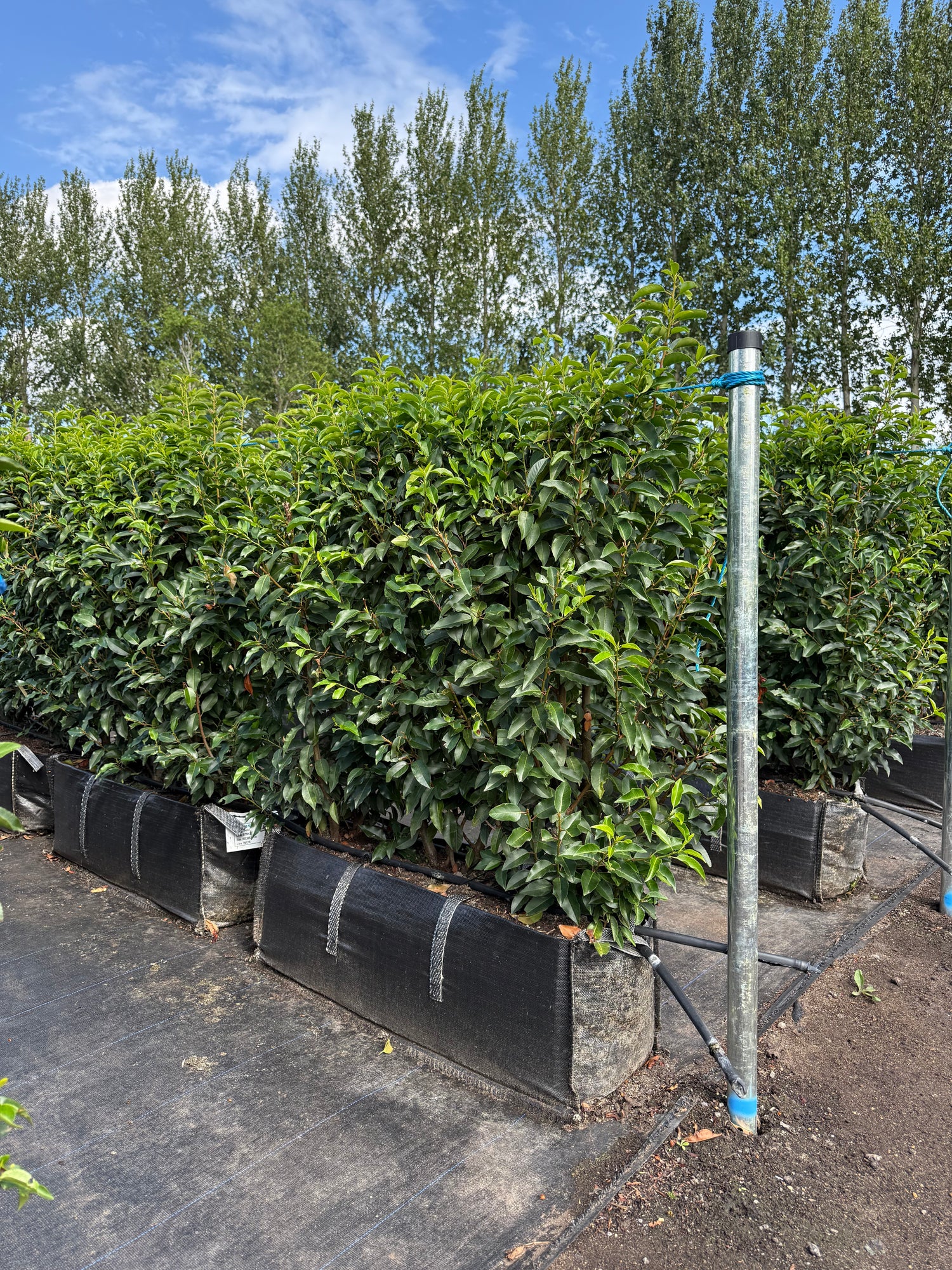 Portuguese Laurel (Prunus Lusitanica Angustifolia) Instant Hedging Trough 100cm+