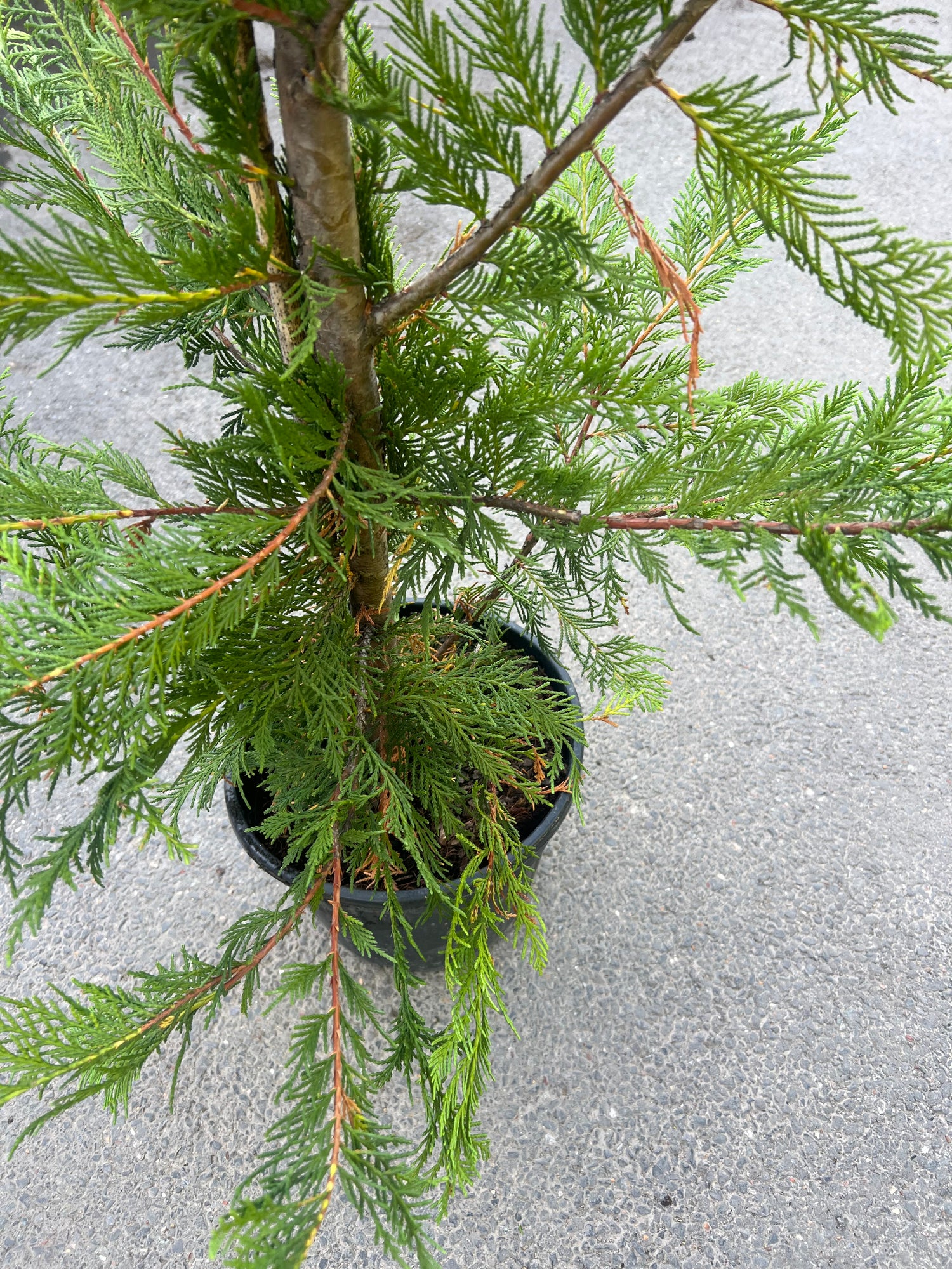 Leylandii 180cm Planted Height (approx 6ft) 15L