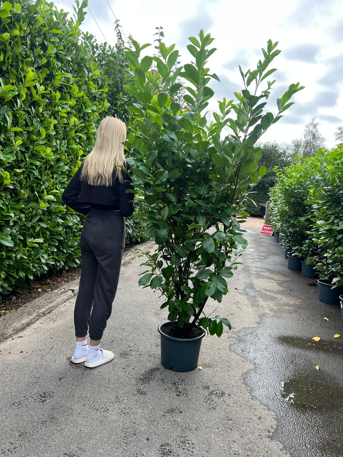 6-7ft INSTANT Hedge Cherry Laurel Healthy Established Evergreen Easy Maintenance 15 Litre Pot