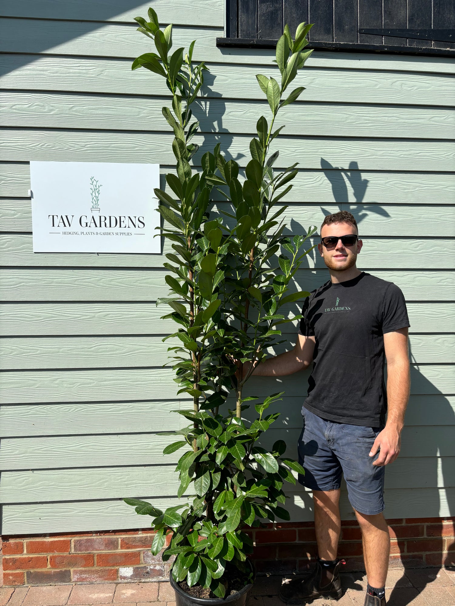 Cherry Laurel 180 - 210cm Planted Height (approx 6-7ft+) 20L