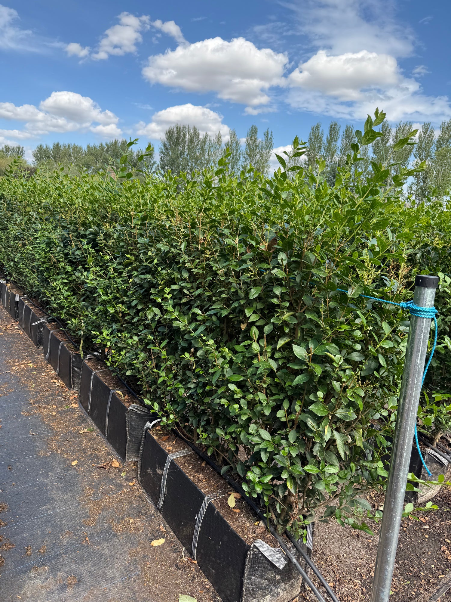 Privet (Ligustrum Ovalifolium) Instant Hedging Trough 100cm+