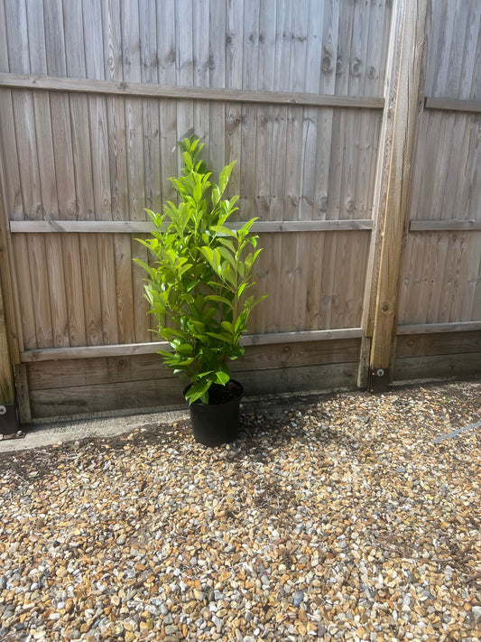 100cm Cherry Laurel Hedging Potted Healthy Bushy and Established