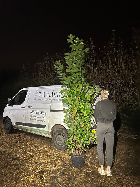 6-7ft INSTANT Hedge Cherry Laurel Healthy Established Evergreen Easy Maintenance 15 Litre Pot