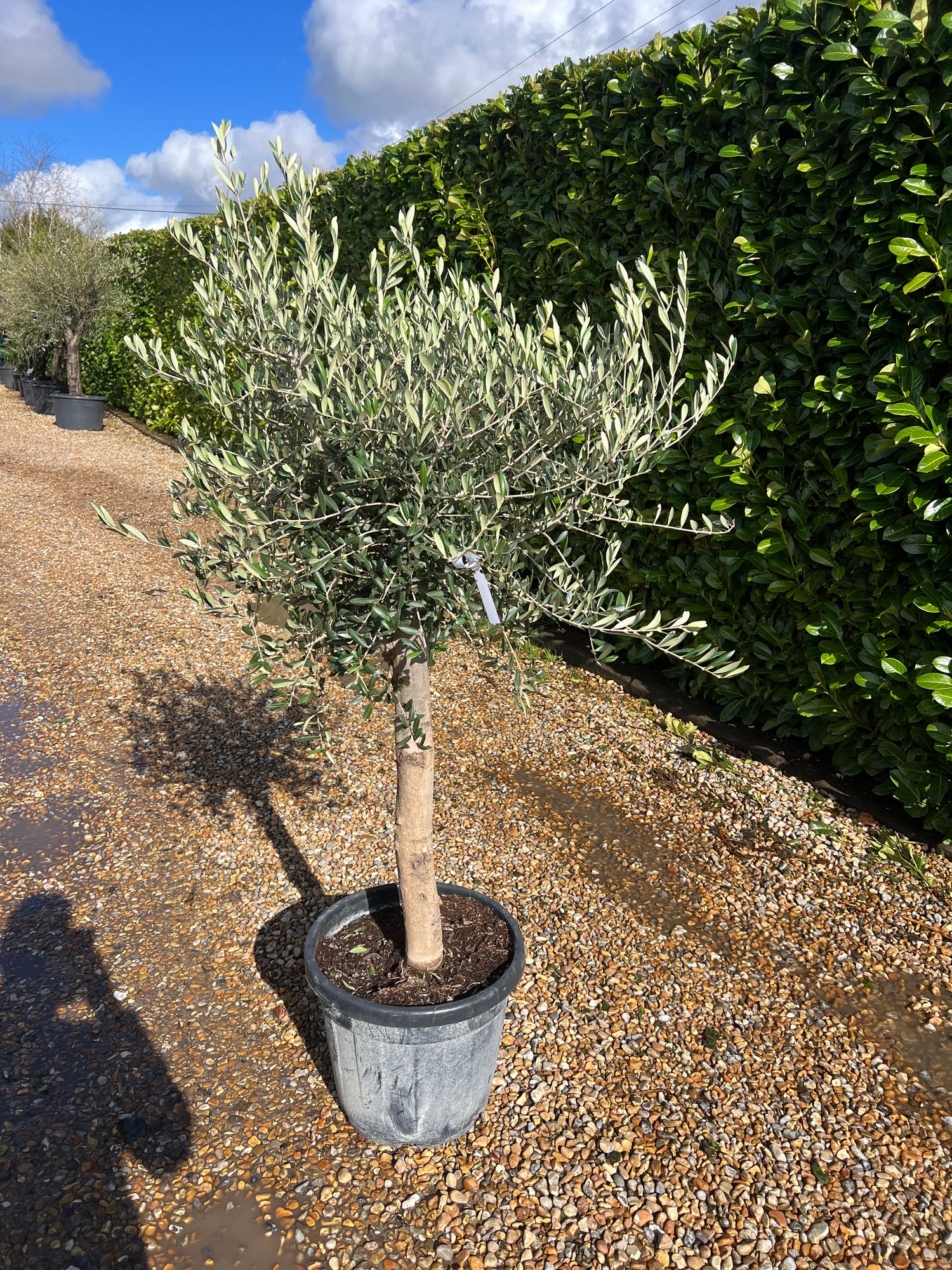 Olive Tree 150cm Planted Height (approx 4ft) 35L
