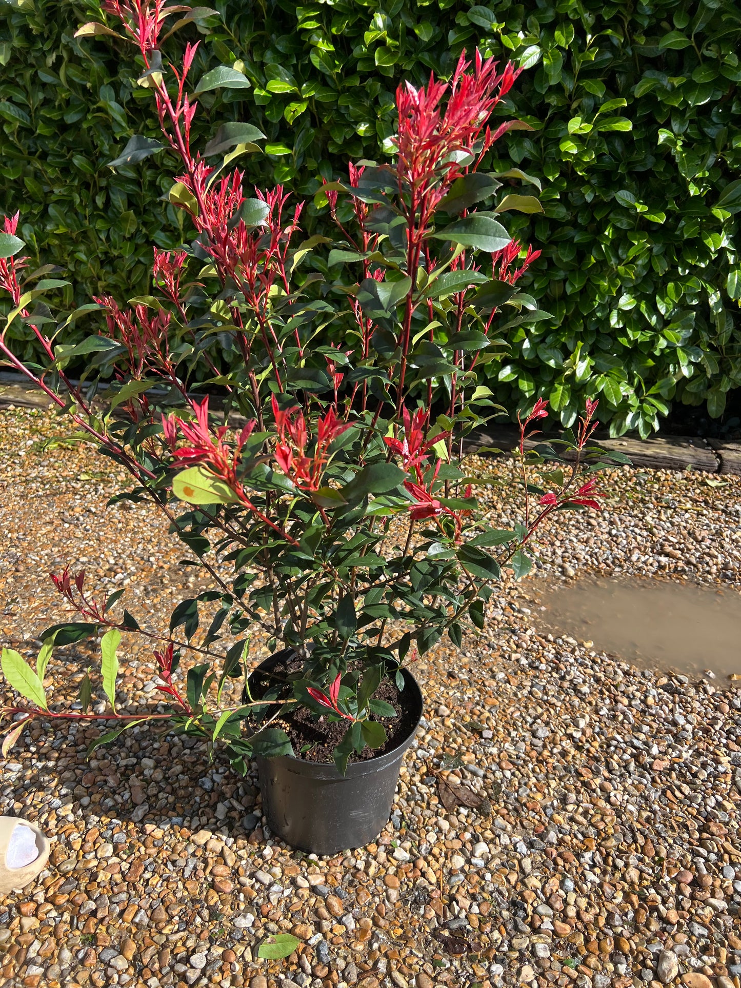 Photinia Carre Rouge 80cm Tall 10 Litre Pot