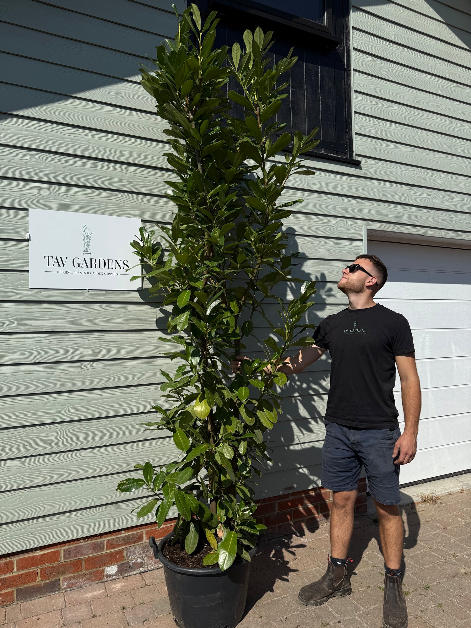 XL Bushy Cherry Laurel 240cm Planted Height (approx 8ft) 43L