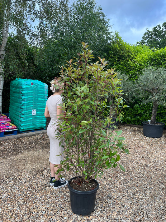 6ft 180cm+ Photinia Red Robin Healthy Potted Established 35 Litre Pot