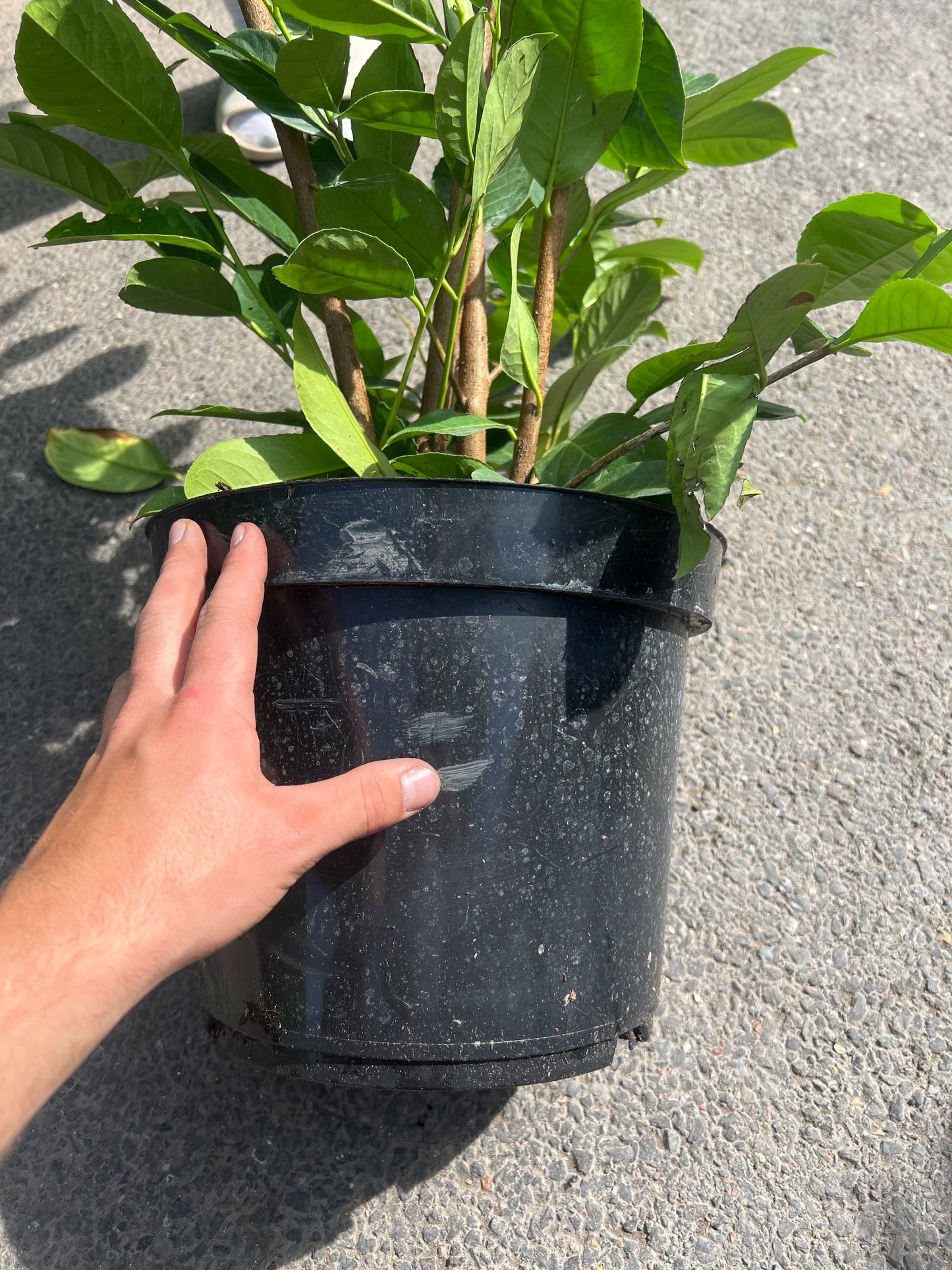 5-6ft (153cm+) Healthy Potted Established Cherry Laurels 10 Litre Pot