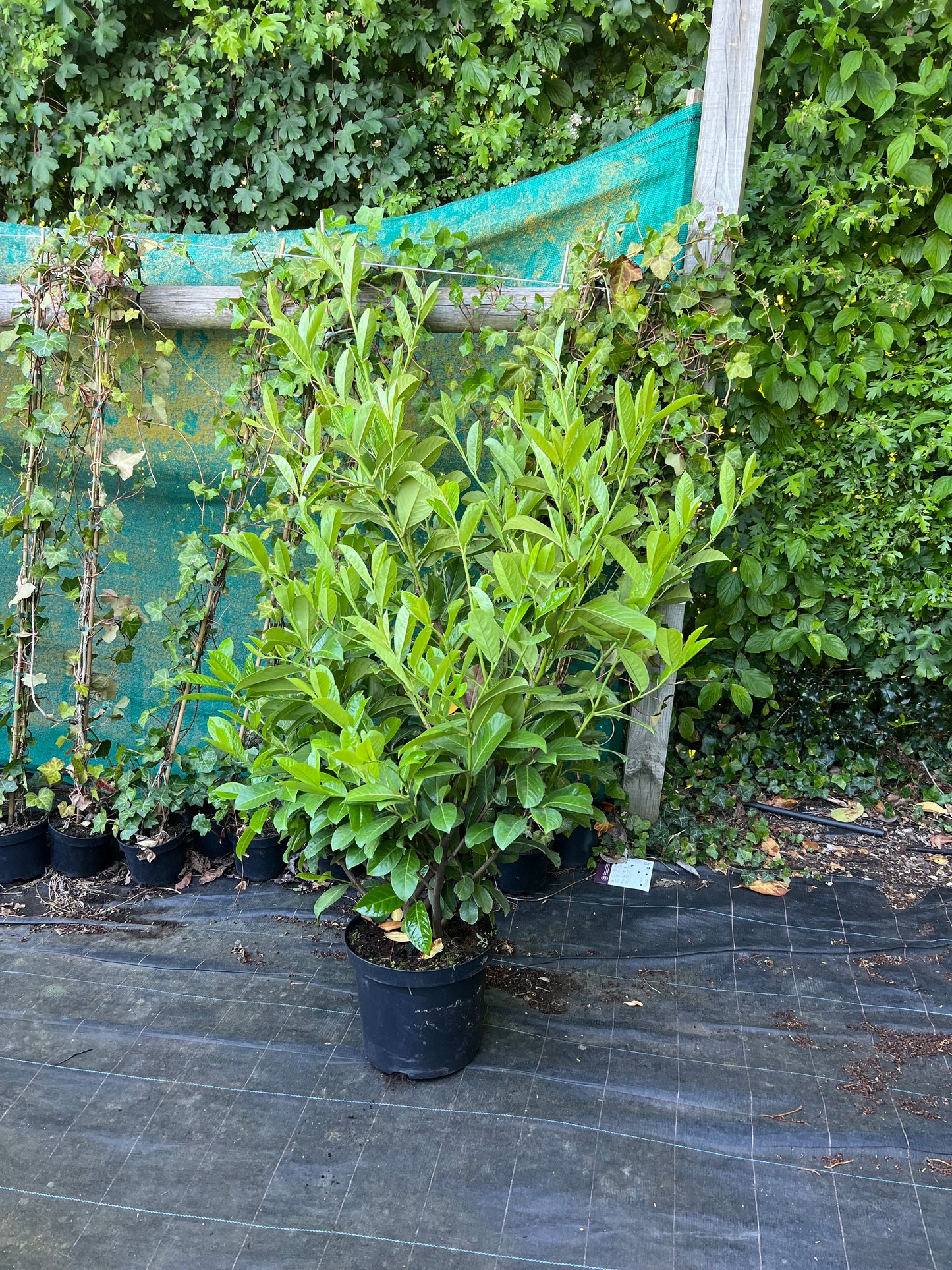 5ft (150cm) Healthy Potted Established Cherry Laurels 10 Litre Pot