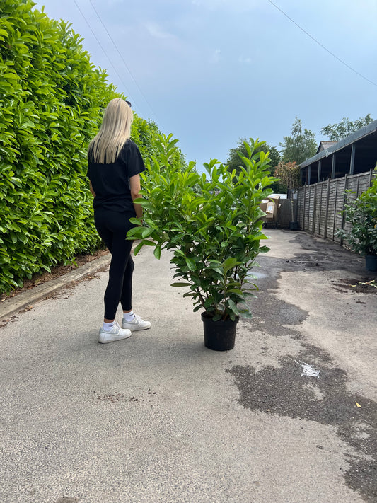 5ft (150cm) Healthy Potted Established Cherry Laurels 10 Litre Pot