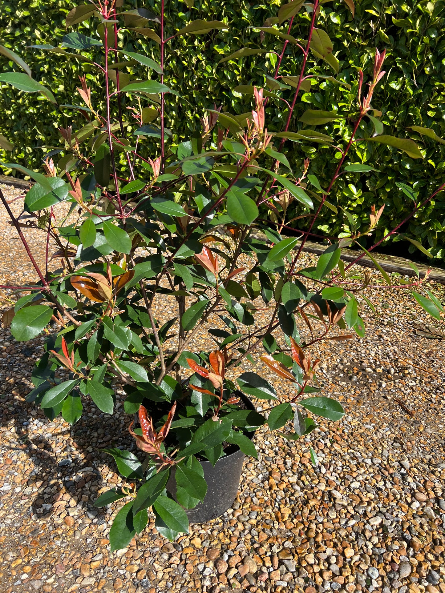 Established Photinia Red Robin 90cm Tall 10 Litre Pot