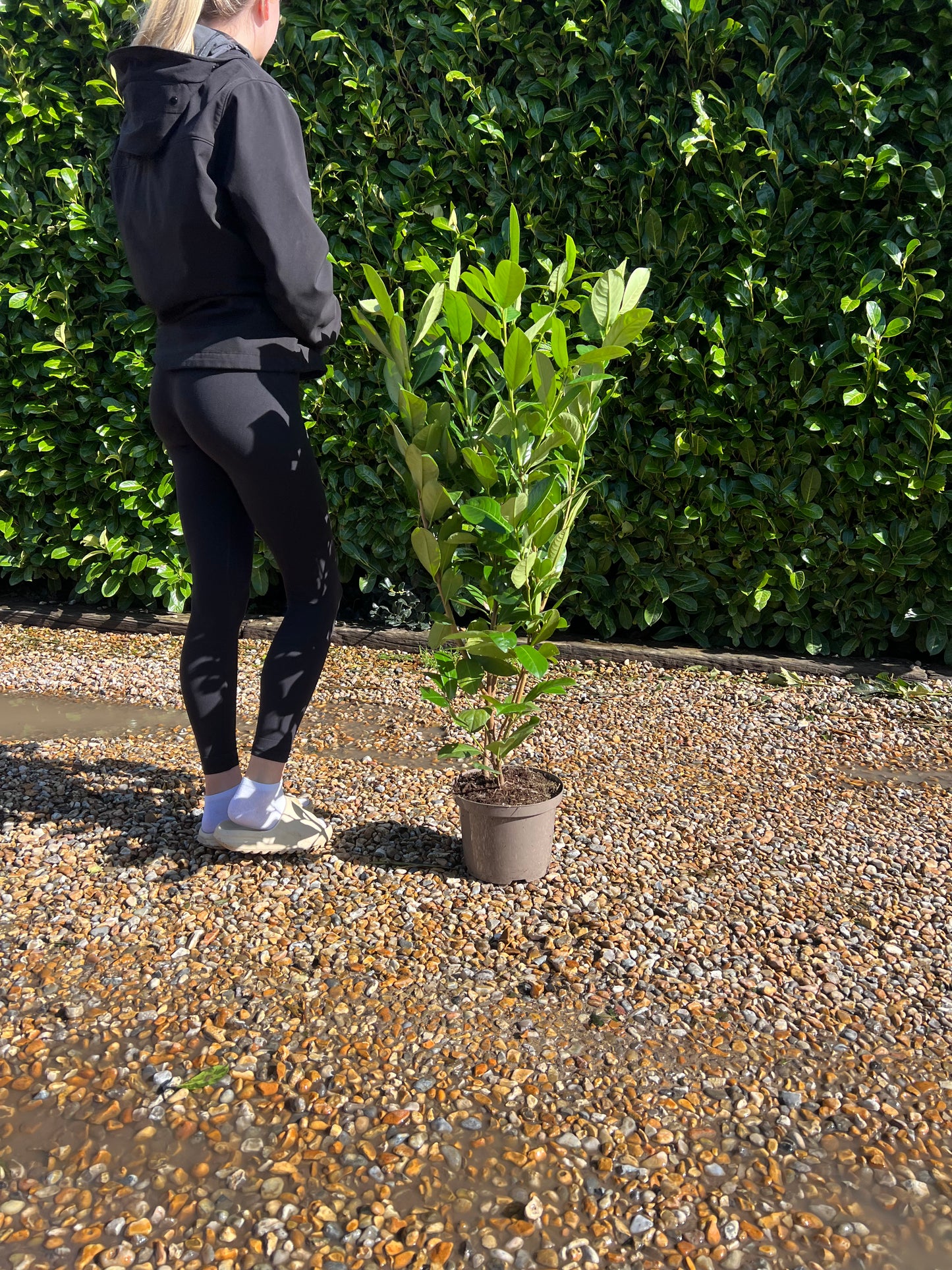 3ft (90cm) Potted Cherry Laurel hedging 5 Litre Pot