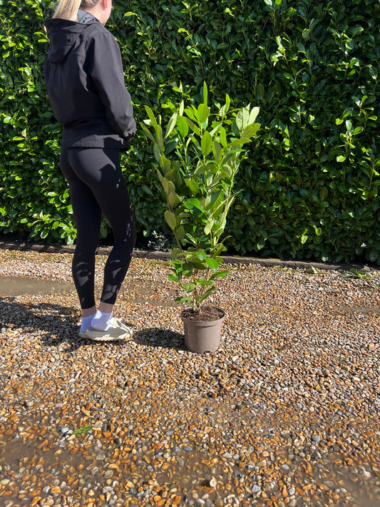 3ft (90cm) Potted Cherry Laurel hedging 5 Litre Pot