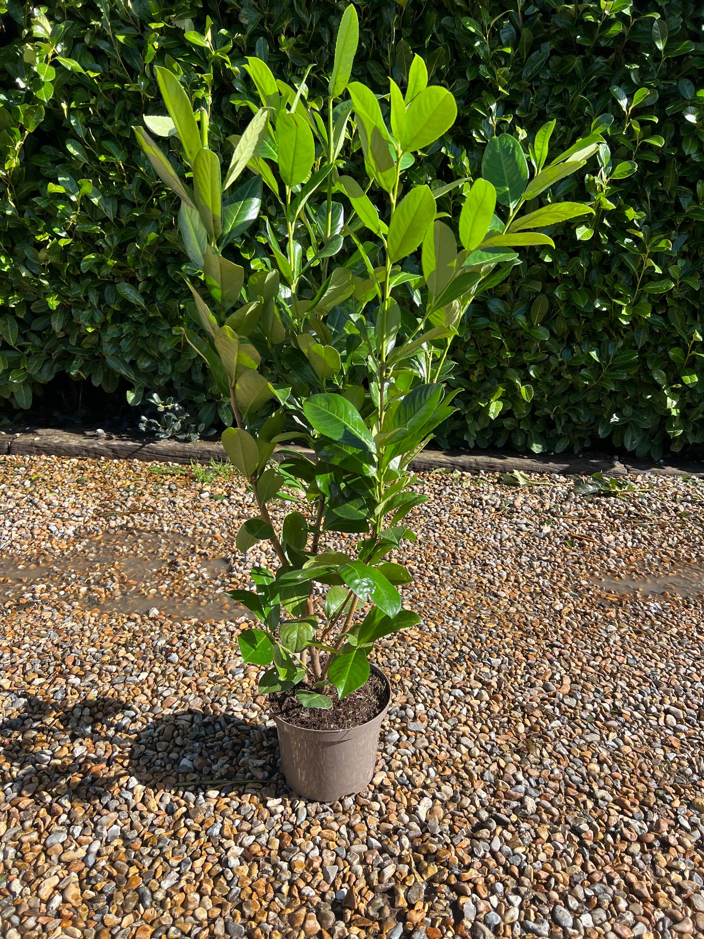 3ft (90cm) Potted Cherry Laurel hedging 5 Litre Pot