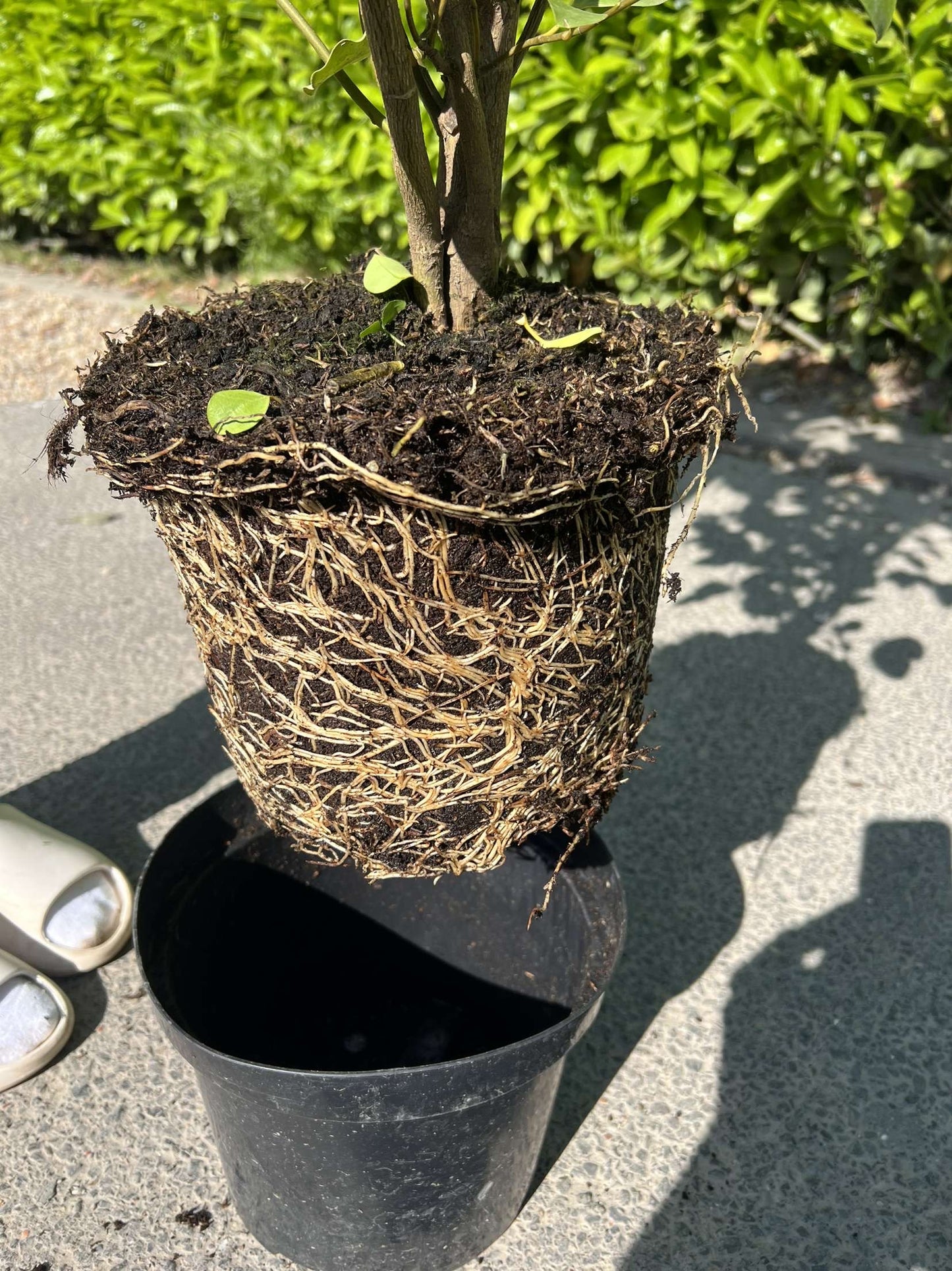 5ft (150cm) Griselinia Littoralis Potted Healthy & Established