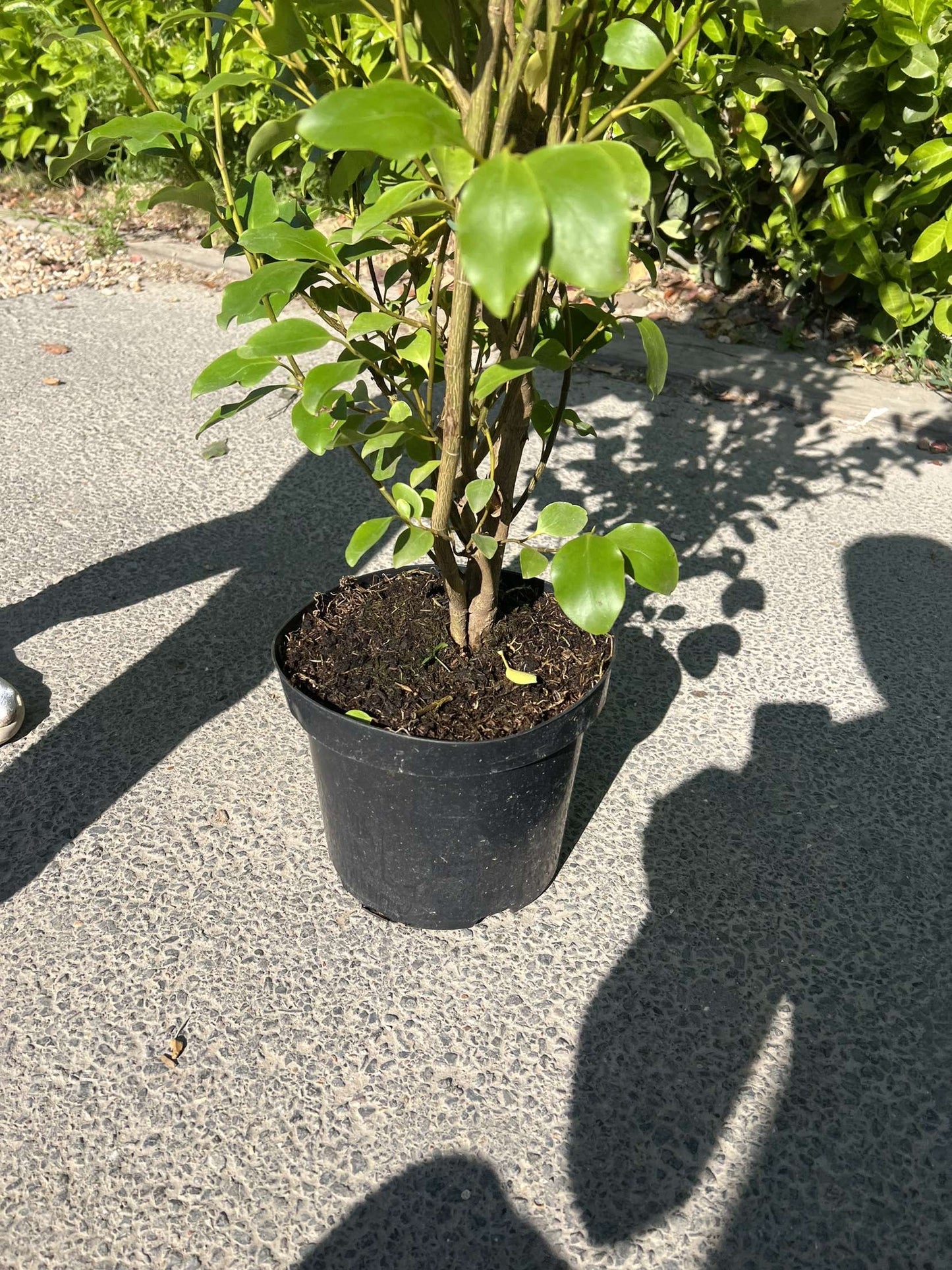 5ft (150cm) Griselinia Littoralis Potted Healthy & Established