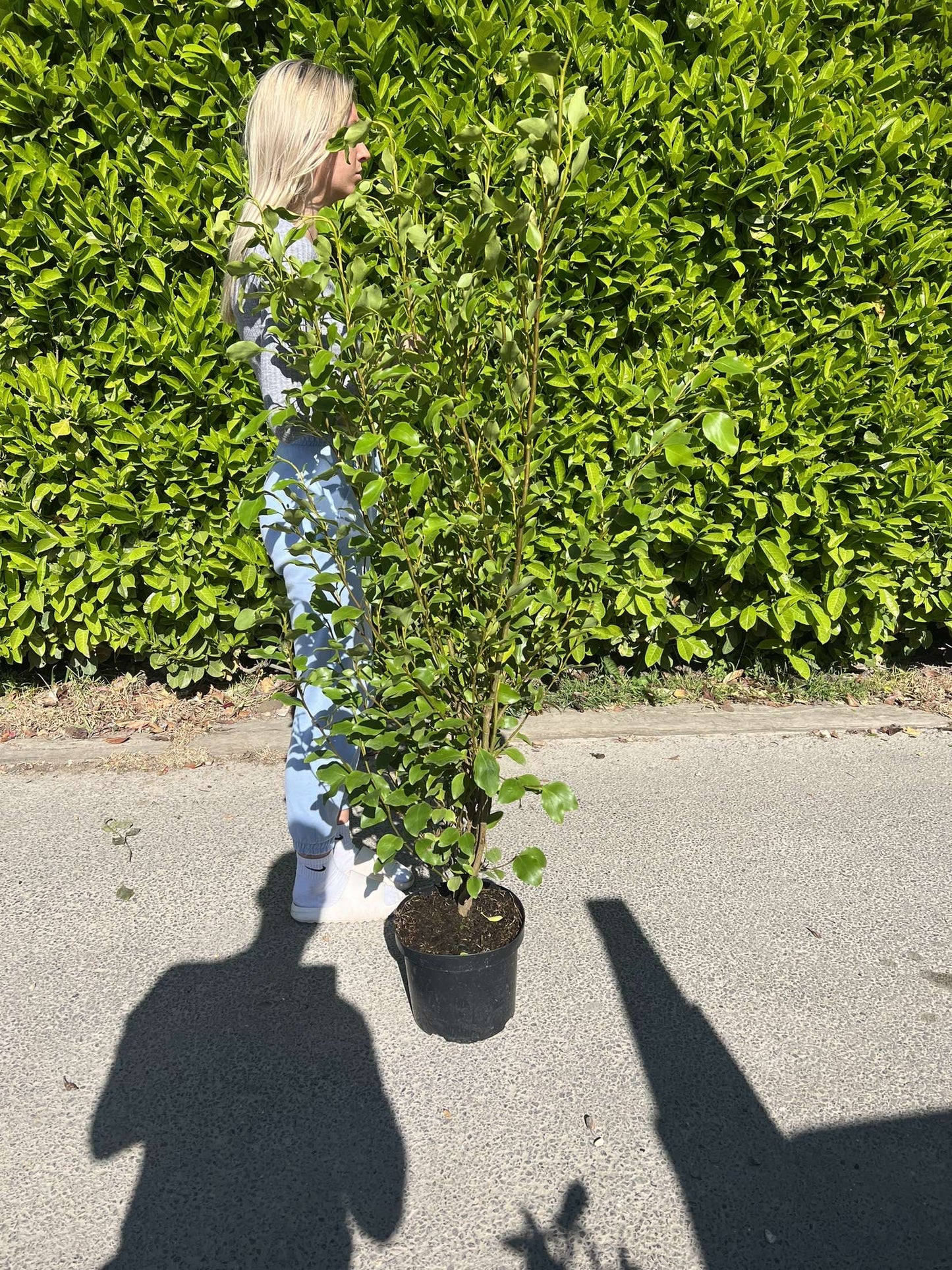 5ft (150cm) Griselinia Littoralis Potted Healthy & Established