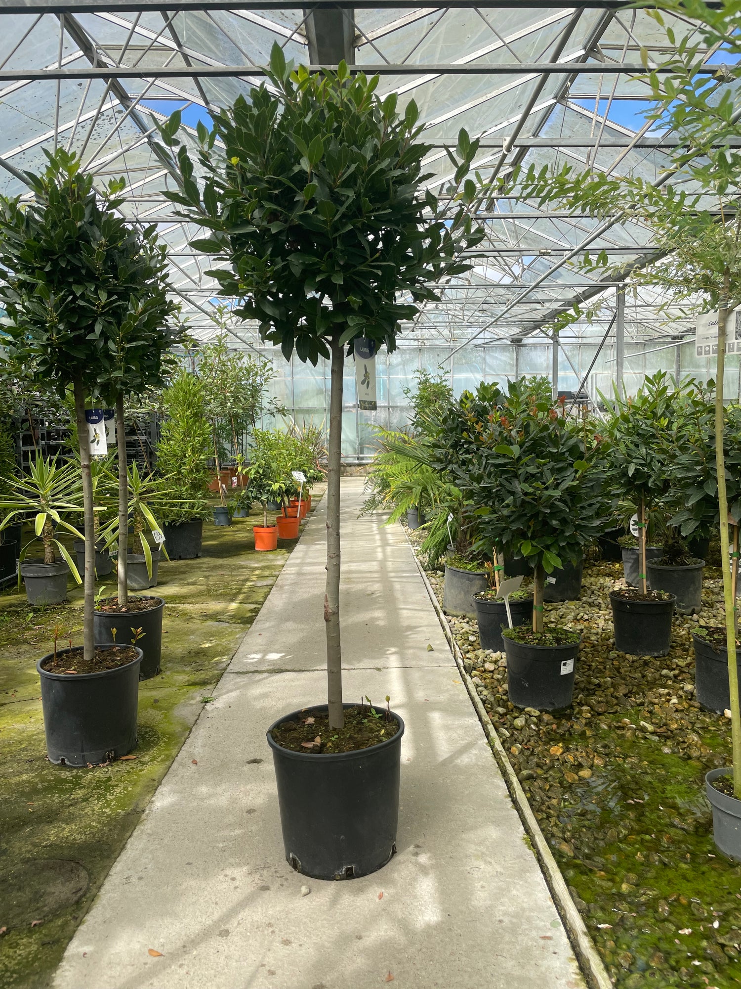 Laurus Nobilis Standard Bay 185cm Planted Height (approx 6ft) 12L