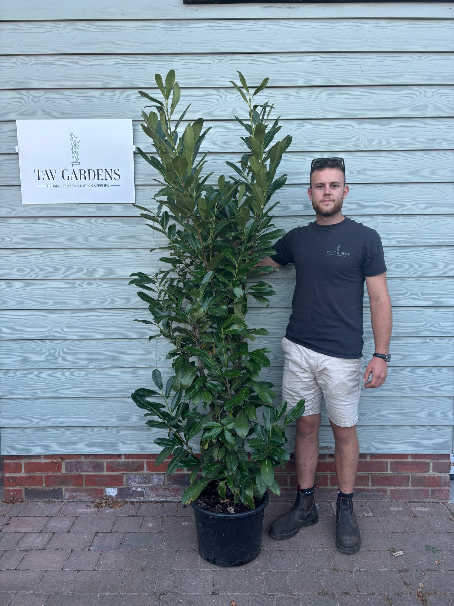 Cherry Laurel 180 - 210cm Planted Height (approx 6-7ft) 20L