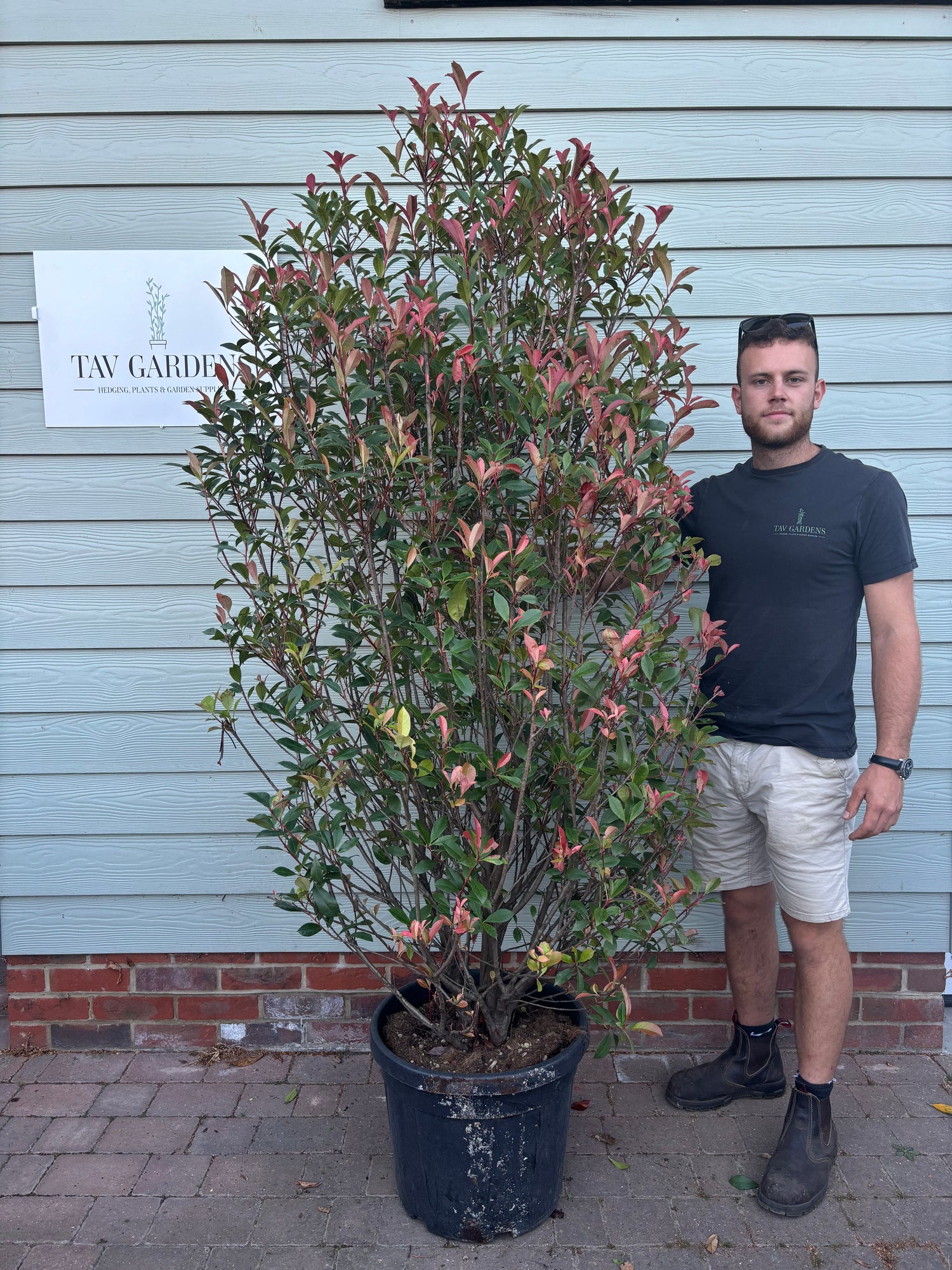 XL Bushy Photinia Carre Rouge 210cm Planted Height (approx 7ft) 35L