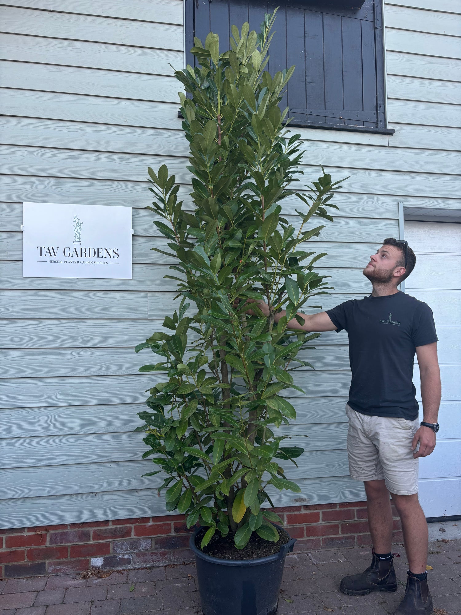 XL Bushy Cherry Laurel 240cm Planted Height (approx 8ft) 43L