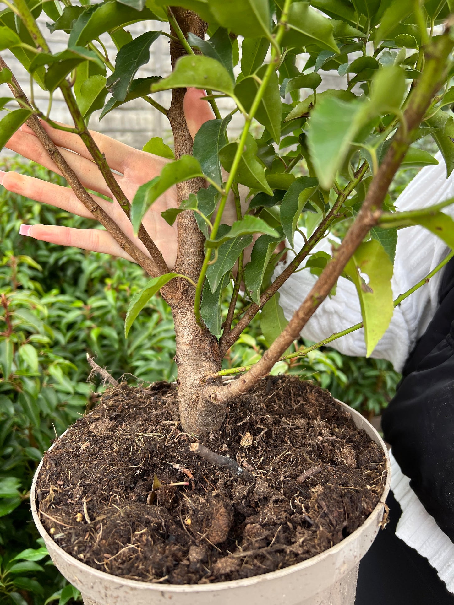 4ft 125cm Portuguese Laurels 5 Litre Pot Healthy Established