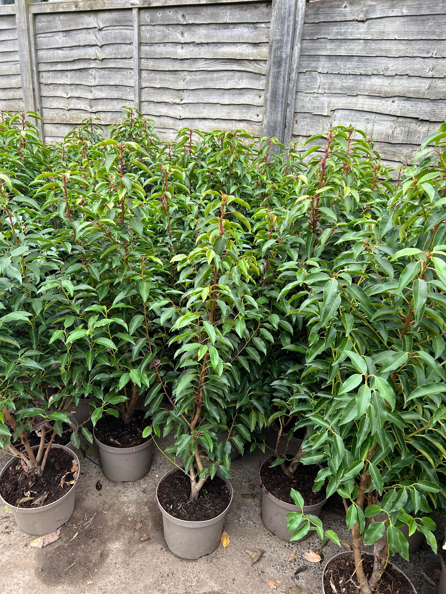 4ft 125cm Portuguese Laurels 5 Litre Pot Healthy Established