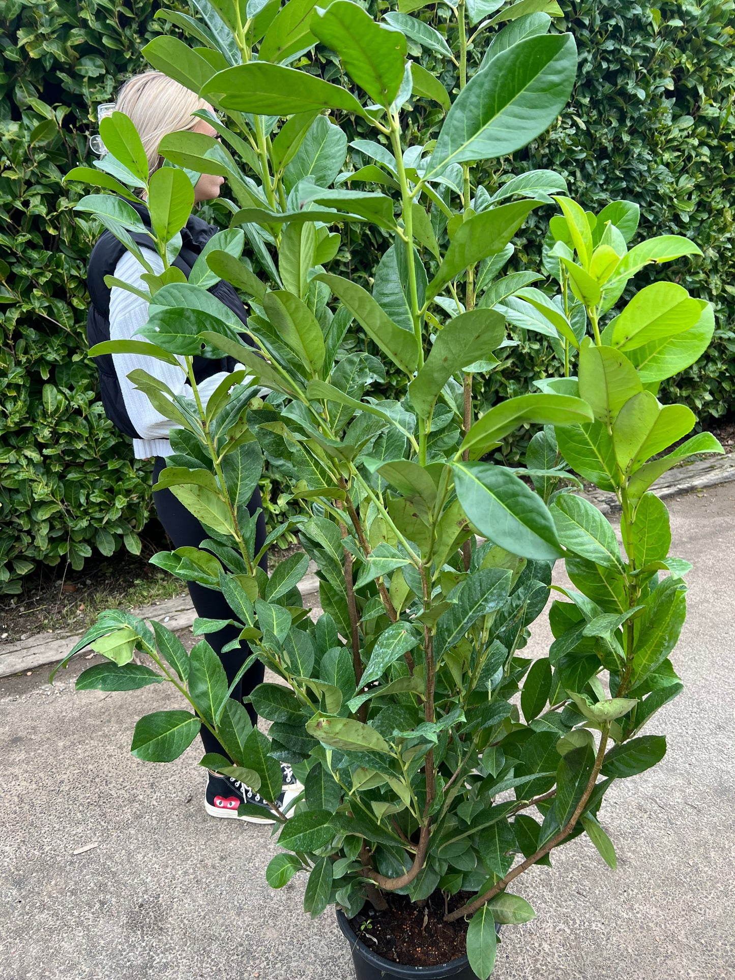 6-7ft INSTANT Hedge Cherry Laurel Healthy Established Evergreen Easy Maintenance 15 Litre Pot