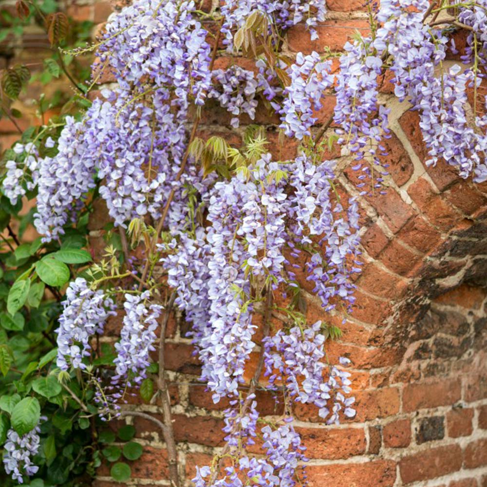 5ft Wisteria Floribunda ‘ITO KUKURIU’ Established 30 Litre Pot