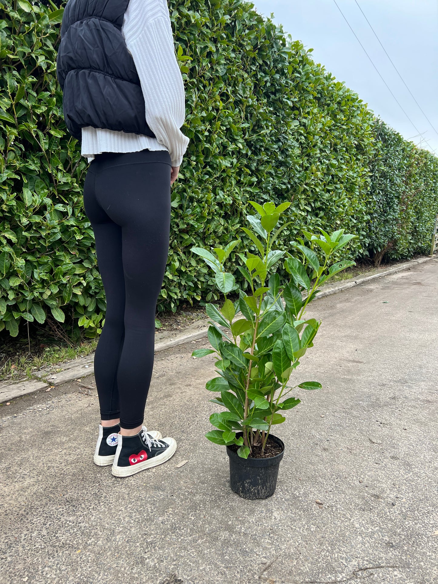 10 x 75cm Potted Cherry Laurel Instant Hedging 3 Litre Pot