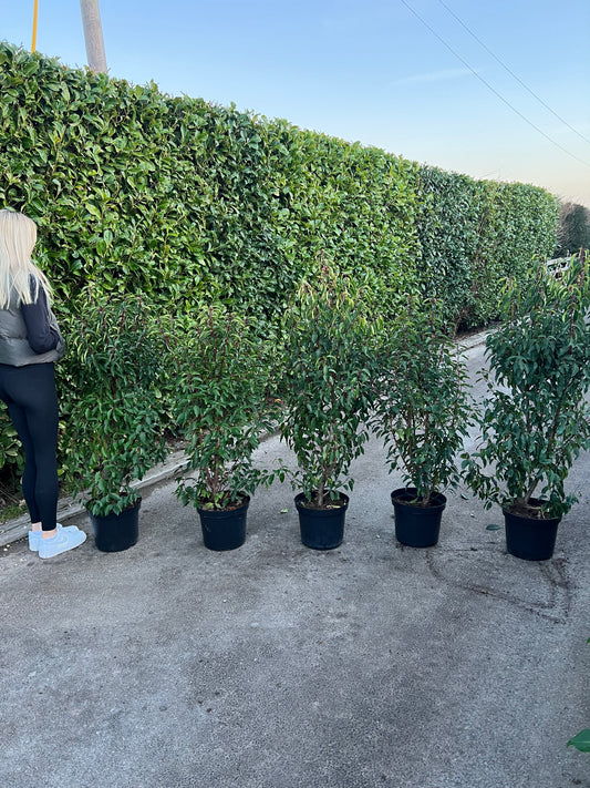 5 x 4ft 125cm Portuguese Laurels 5 Litre Pot Healthy Established