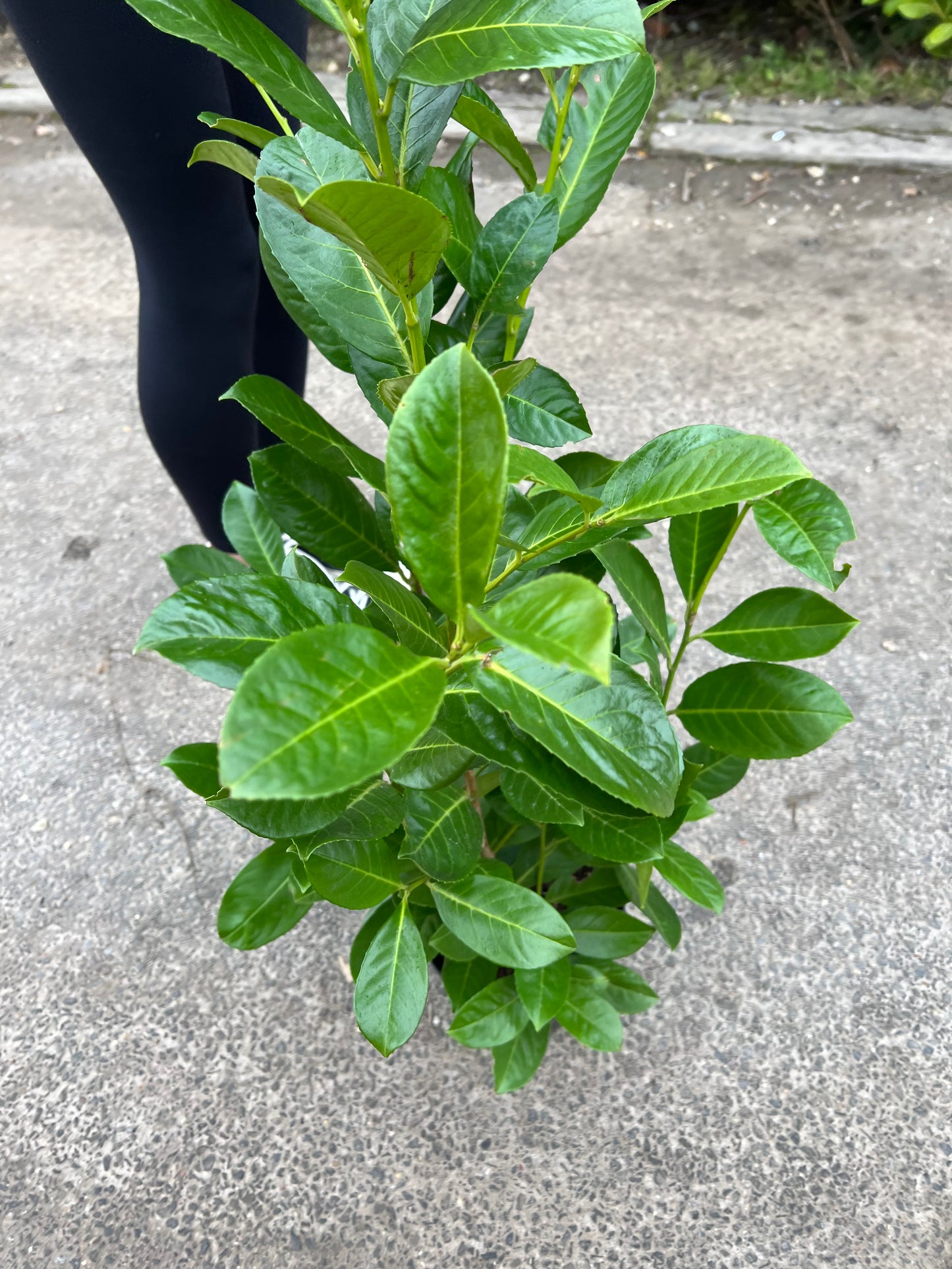 10 x 75cm Potted Cherry Laurel Instant Hedging 3 Litre Pot