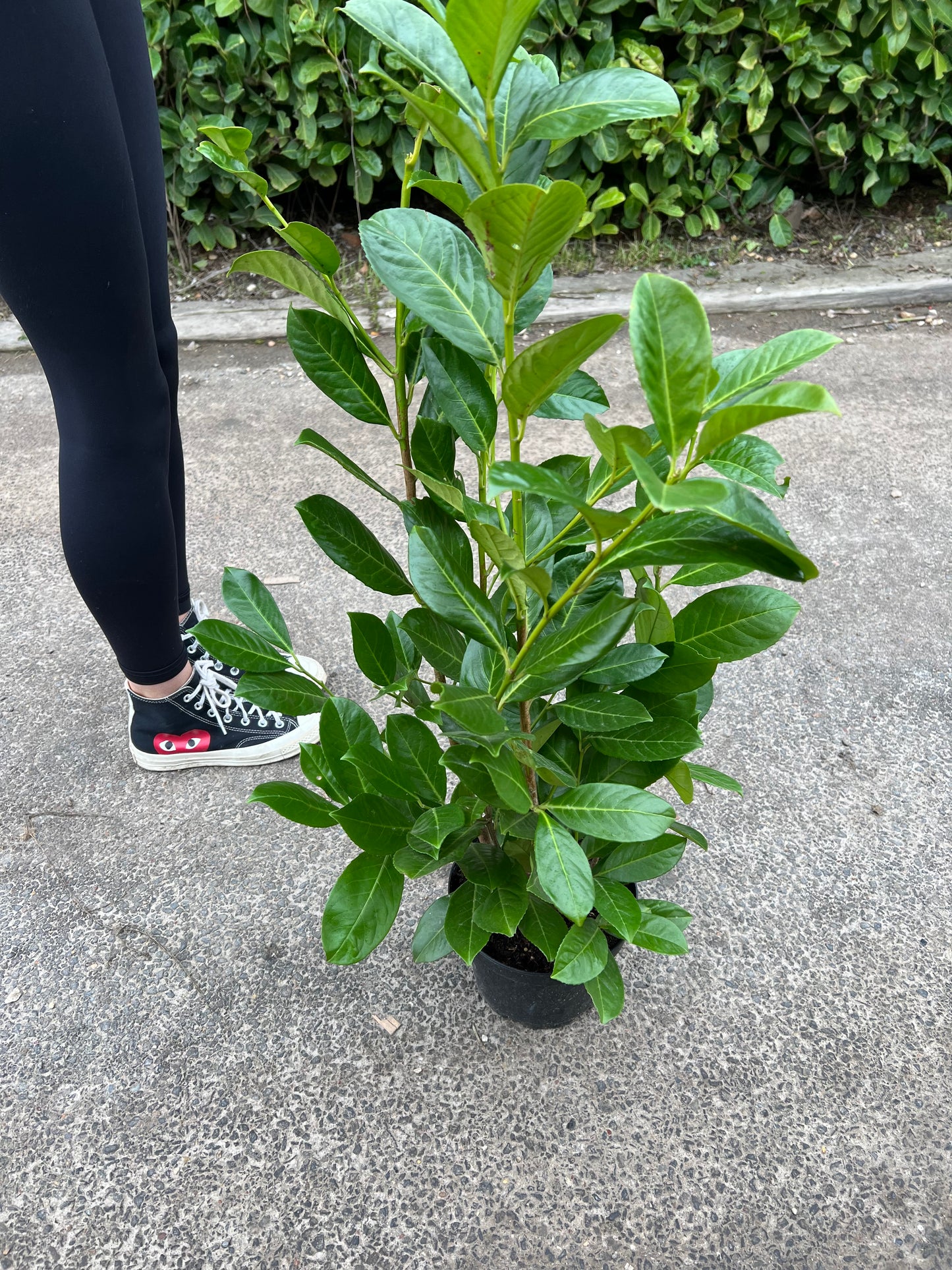 10 x 75cm Potted Cherry Laurel Instant Hedging 3 Litre Pot